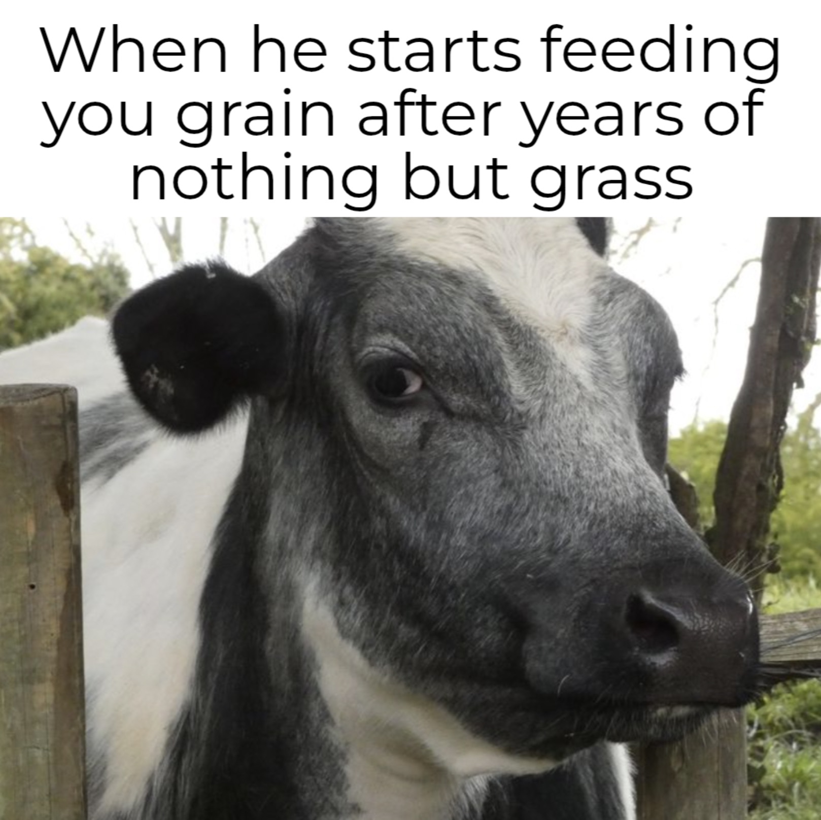 Cows get it